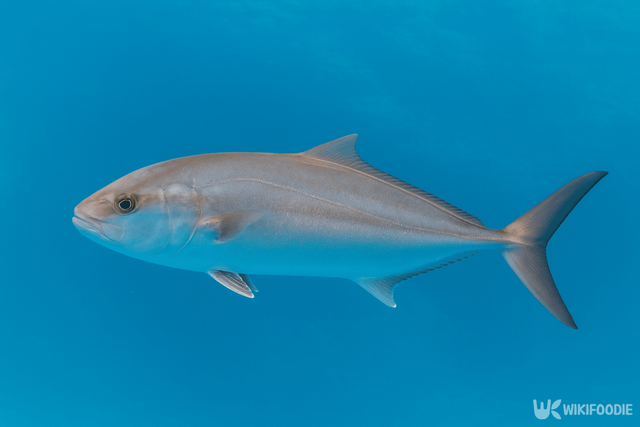 잿방어 자료 사진. / 위키푸디