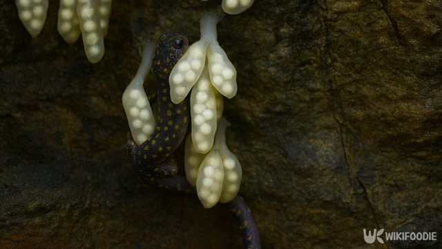 꼬리치레도롱뇽이 산란터를 지키고 있다.&nbsp;/ 위키푸디