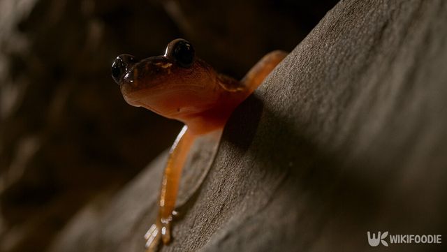 꼬리치레도롱뇽 자료 사진. / 위키푸디