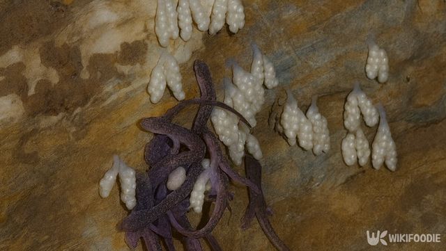 꼬리치레도롱뇽이 동굴 벽면에 붙은 알주머니를 지키고 있다. / 위키푸디