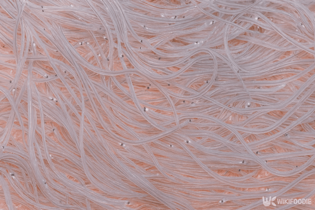 장어 치어 자료 사진. / 위키푸디