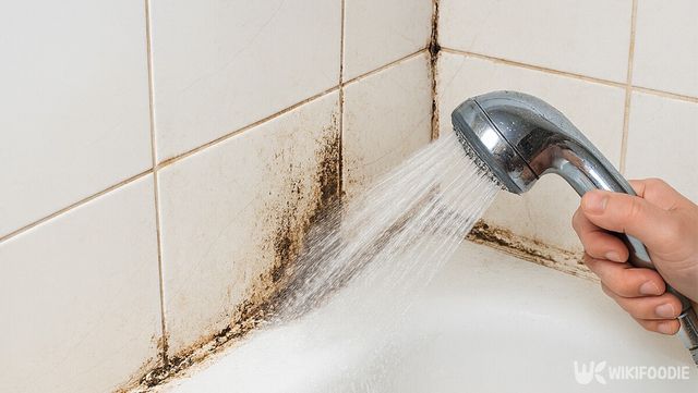 샤워 후 욕실은 습도와 온기 때문에 곰팡이가 번식하기 좋은 환경이다. / 위키푸디