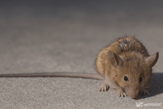 쥐 자료 사진. / 위키푸디