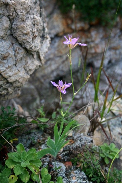 바위틈 사이로 자란 대청부채가 꽃을 피우고 있다. / 국립수목원 공식 홈페이지