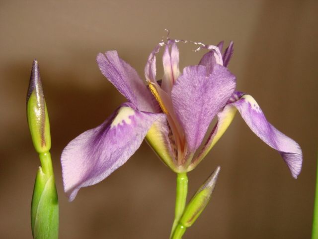 꽃잎이 곱게 펼쳐진 대청부채가 봉오리와 함께 피어나고 있다. / 국립수목원