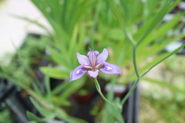 꽃잎이 핀 대청부채가 햇살 아래 피어 있다. / 국립공원공단