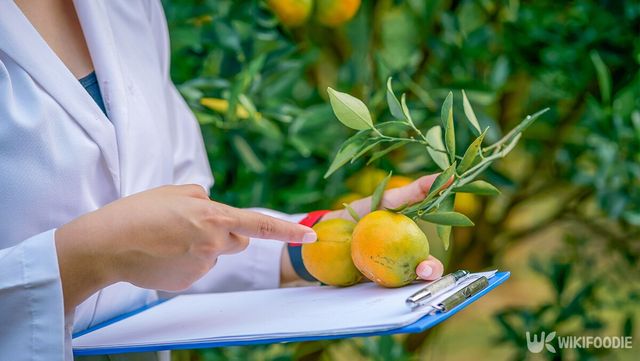 연구원이 귤에 대해 연구하고 있다. / tingsriton chairat-shutterstock.com
