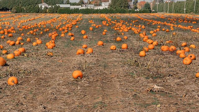 가을 햇살 아래 주황빛 늙은호박이 밭을 가득 메웠다. / Artem Sokolov-shutterstock.com