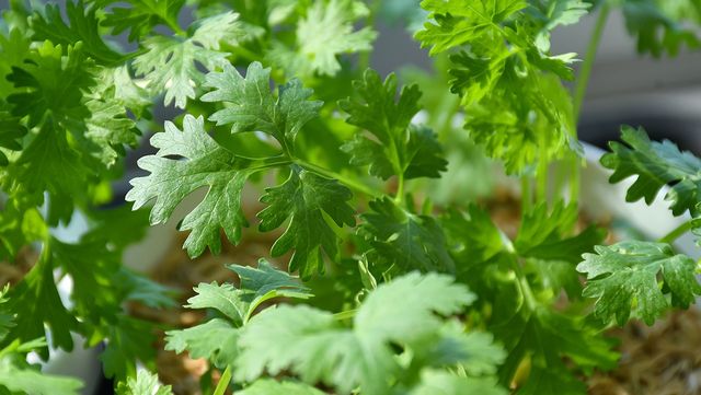 고수 자료 사진. / areeya_ann-shutterstock.com