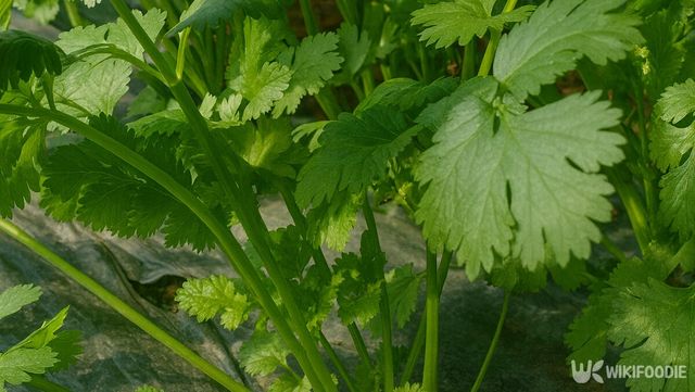 고수 자료 사진. / 위키푸디