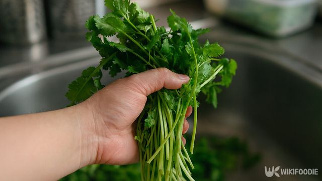 고수 자료 사진. / 위키푸디