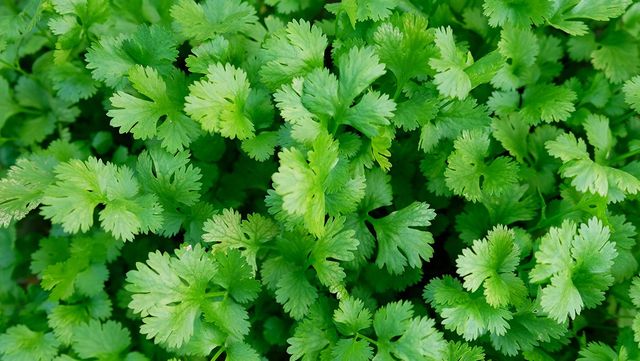 고수 자료 사진. / WIWITHTHANON BOONYUNG-shutterstock.com