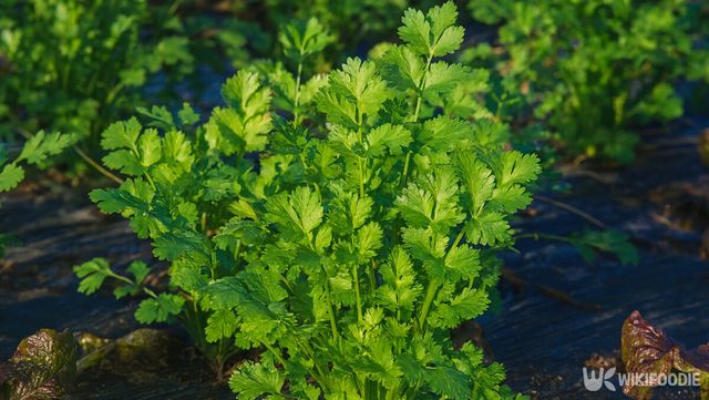 고수 자료 사진. / 위키푸디
