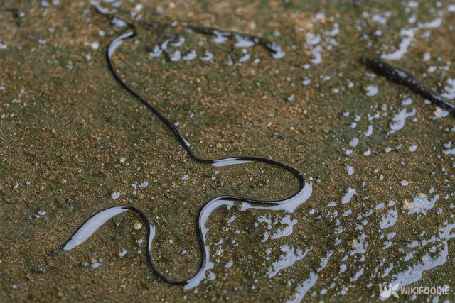 연가시 자료 사진. / 위키푸디