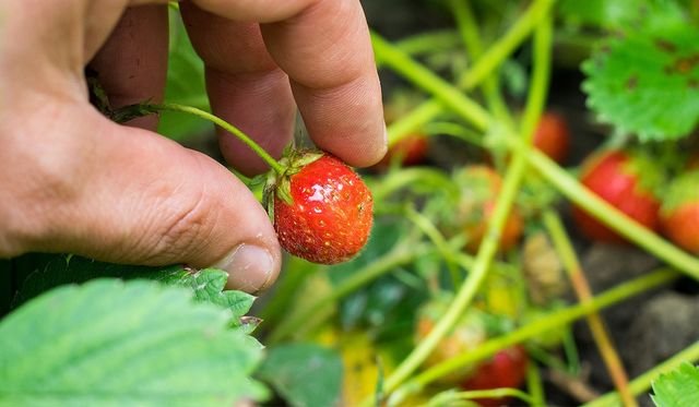 딸기의 붉은색을 내는 안토시아닌은 혈관 기능을 돕는다. / Ciprian23-shutterstock.com
