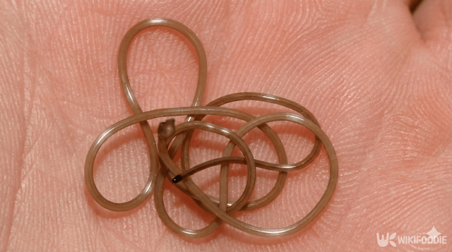 연가시 자료 사진. / 위키푸디