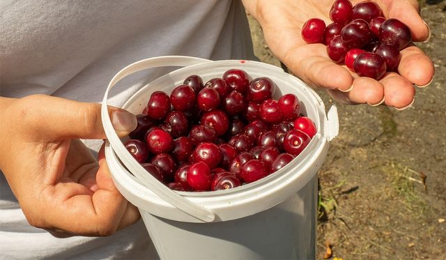 체리는 콩팥에 부담을 주는 요산 배출을 돕는다. / Lebedko Inna-shutterstock.com