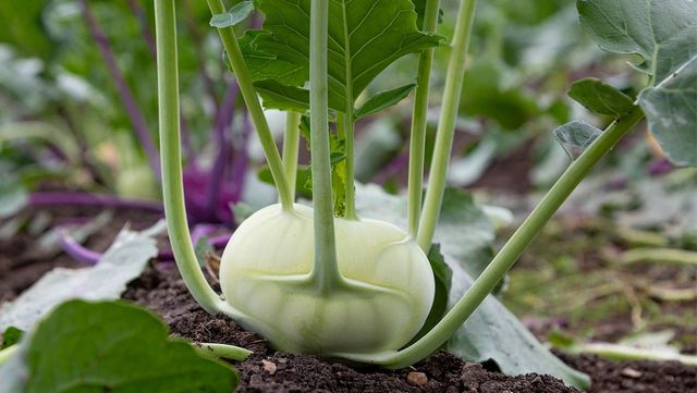 밭에서 콜라비가 한창 자라고 있다. / Andrei Shcherbinin-shutterstock.com