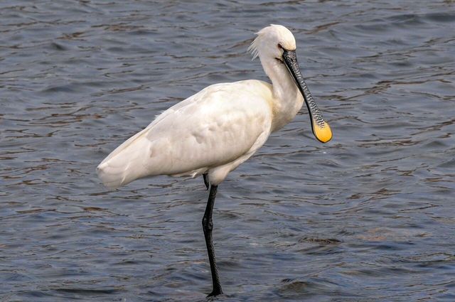 노랑부리저어새 사진. / 국립생물자원관