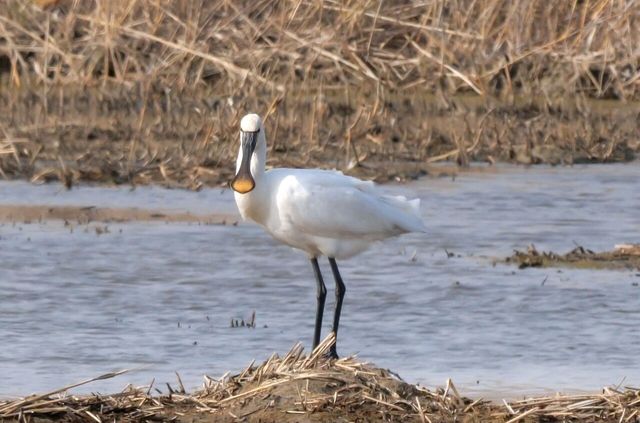 노랑부리저어새 사진. / 국립생물자원관