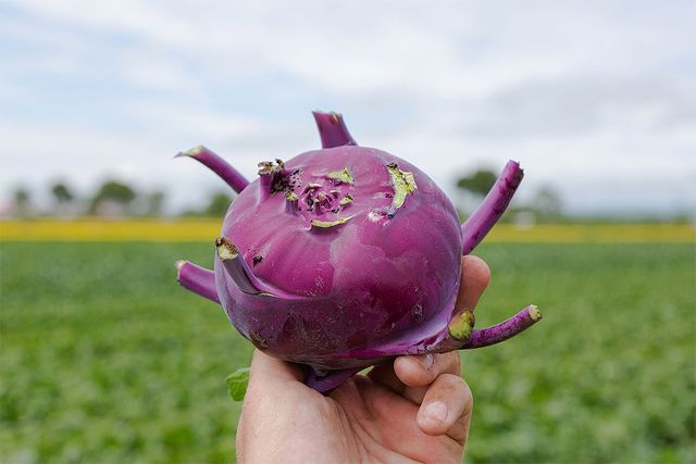 콜라비를 한 손에 들고 있다. / Andrei Shcherbinin-shutterstock.com