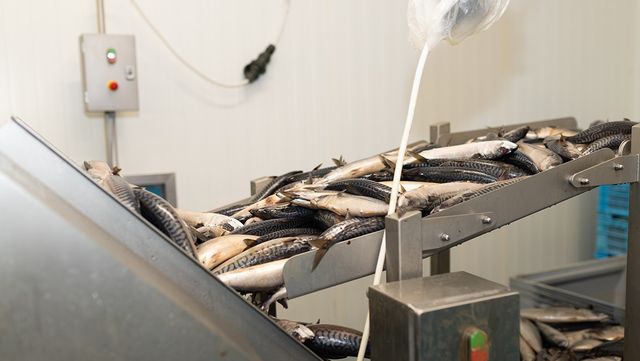 고등어 자료 사진. / Nata Pavliv-shutterstock.com