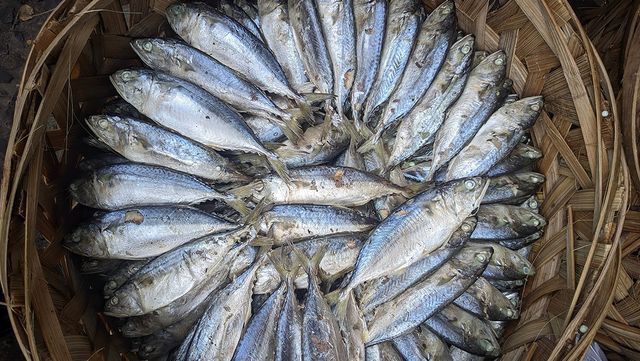 고등어 자료 사진. / AminRais7-shutterstock.com