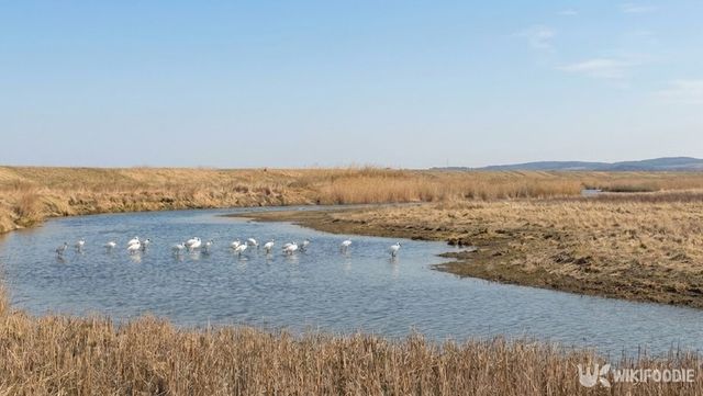 노랑부리저어새 무리 모습. 기사의 이해를 돕기 위해 AI로 제작한 사진입니다. / 위키푸디