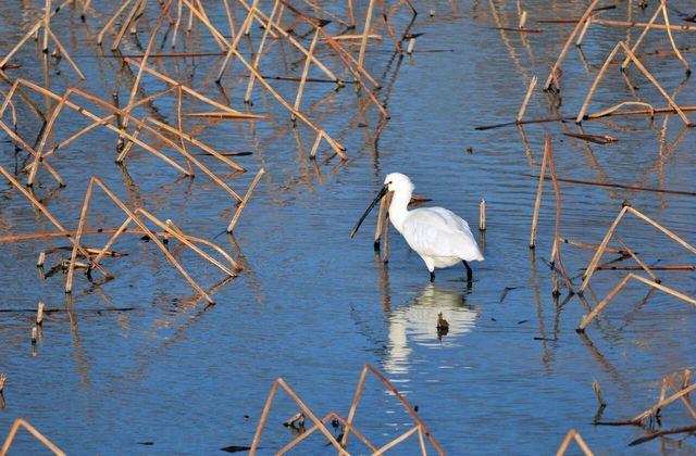 노랑부리저어새 사진. / 국립생물자원관