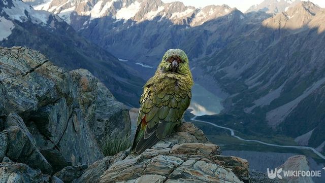 뉴질랜드 절벽에&nbsp;희귀 앵무새 카카포가 서 있다. 이 새는 날개가 퇴화해 날지 못한다. / 위키푸디