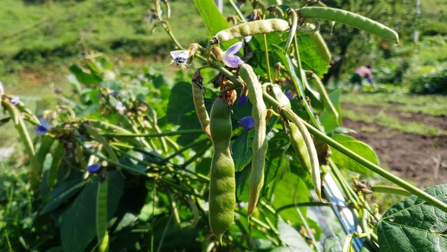 작두콩이 주렁주렁 열려 있다. / LEE HAEJIN-shutterstock.com