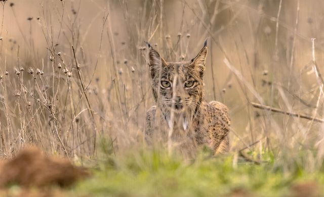 스라소니가 수풀 사이에 숨어 있다. / Rudmer Zwerver-shutterstock.com