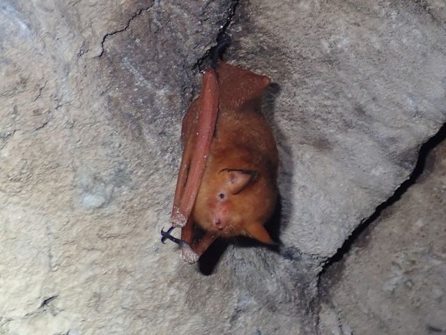 붉은박쥐 자료 사진. / 대구지방환경청 제공