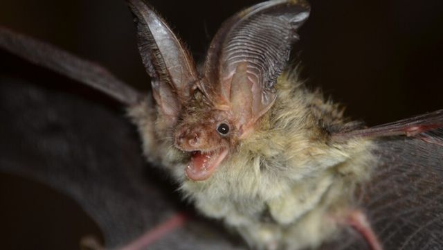 토끼박쥐 자료 사진. / 대구지방환경청 제공