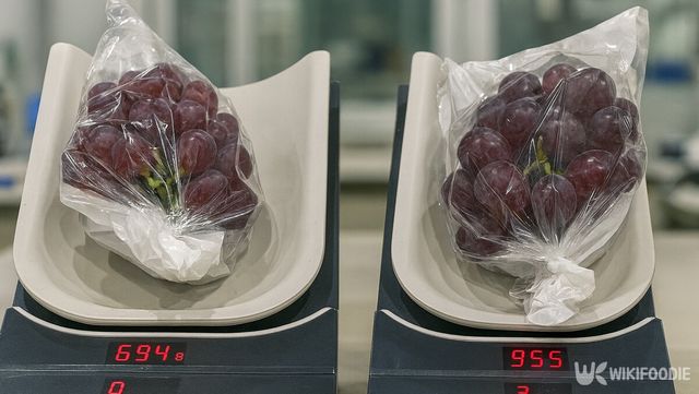 글로리스타 자료 사진. / 위키푸디