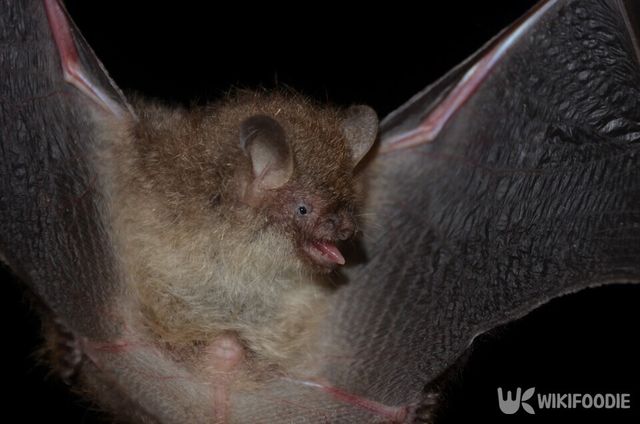 작은관코박쥐 자료 사진. / 대구지방환경청 제공