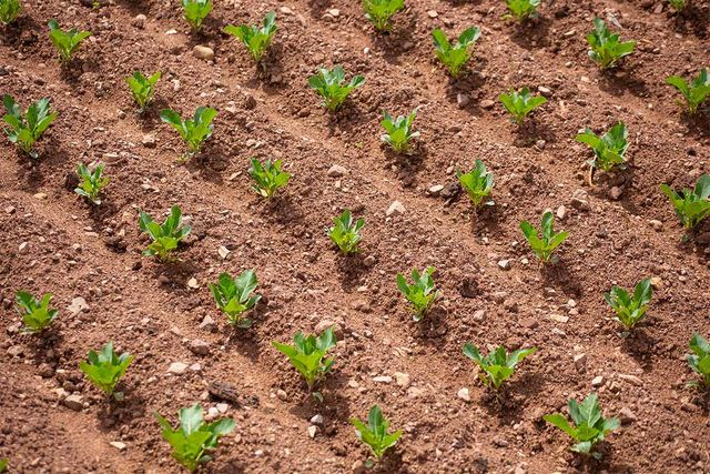 시금치가 밭에서 자라고 있다. / Arturo Lopez Llontop-shutterstock.com