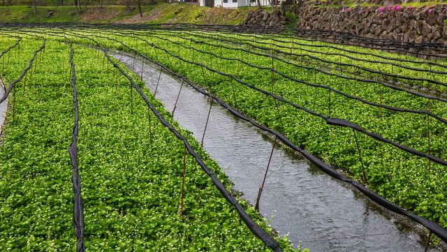 농장에서 물냉이가 재배되고 있다. / RuslanKphoto-shutterstock.com