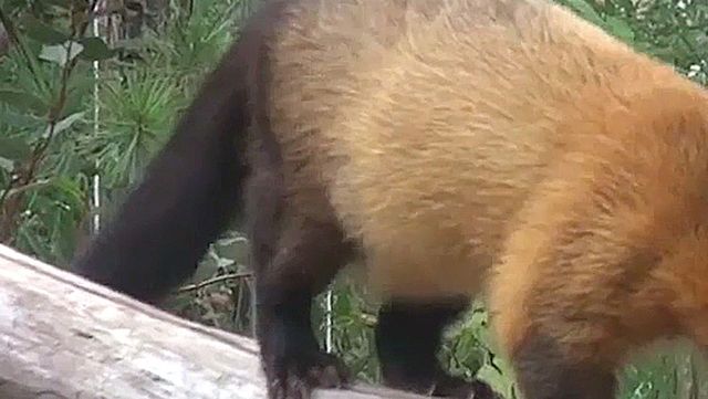 담비 자료 사진. / 국립생물자원관