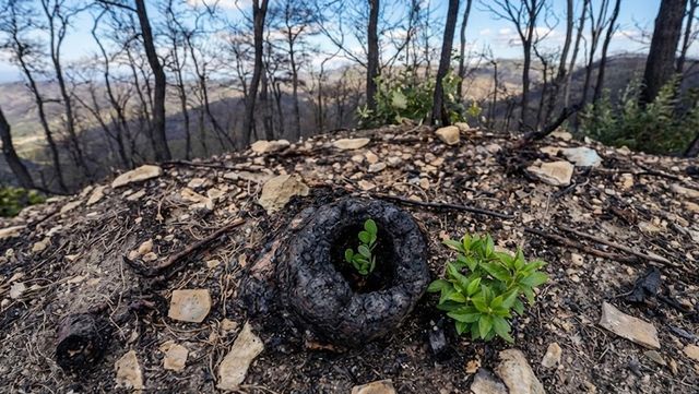 고운사 사찰림에서 확인된 불탄 나무 밑동 속에서 피어나는 싸리나무 새싹 자료 사진. 기사의 이해를 돕기 위해 AI로 제작한 사진입니다. / 위키푸디