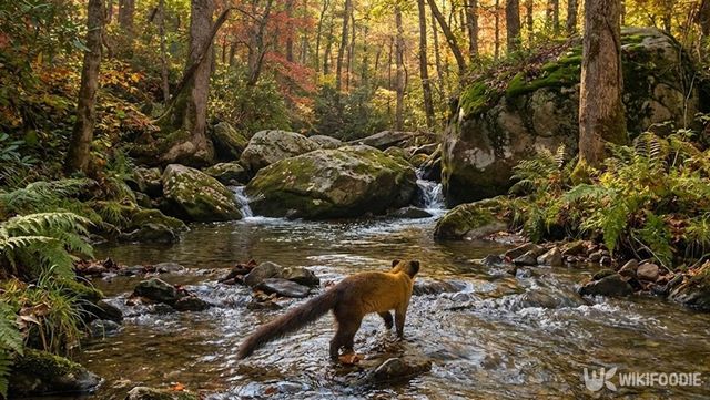 10월 26일 고운사 사찰림의 계곡에서 담비 두 마리가 찍혔다. 기사의 이해를 돕기 위해 AI로 제작한 사진입니다. / 위키푸디