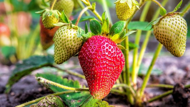 골드베리 자료 사진. / Vova Shevchuk-shutterstock.com