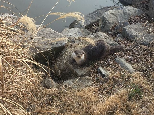 수달 자료 사진. / 국립생물자원관