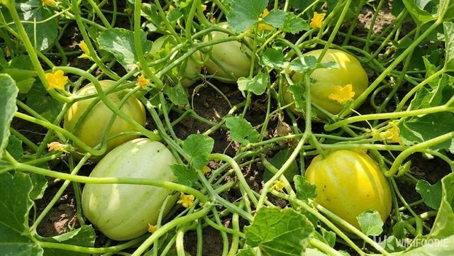 넝쿨 사이로 덜 익은 참외들이 놓여 있다. / 위키푸디