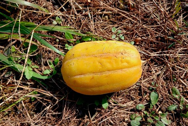 흙 묻은 참외가 땅 위에 놓여 있다. / NASIM24-shutterstock.com