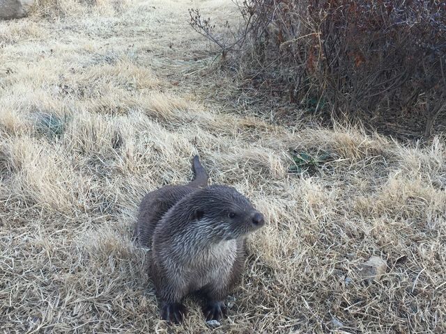 수달 자료 사진. / 국립생물자원관