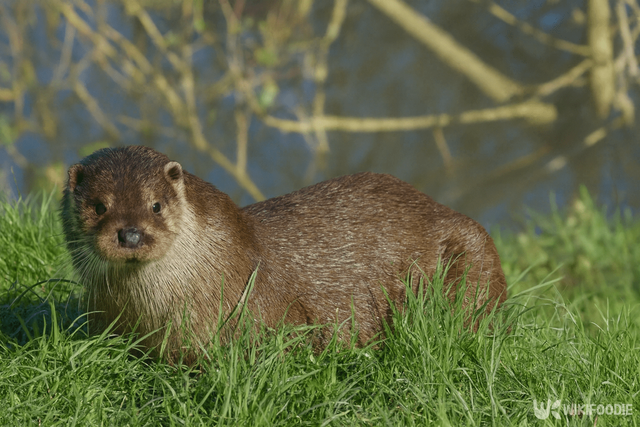 수달 자료 사진. / 위키푸디