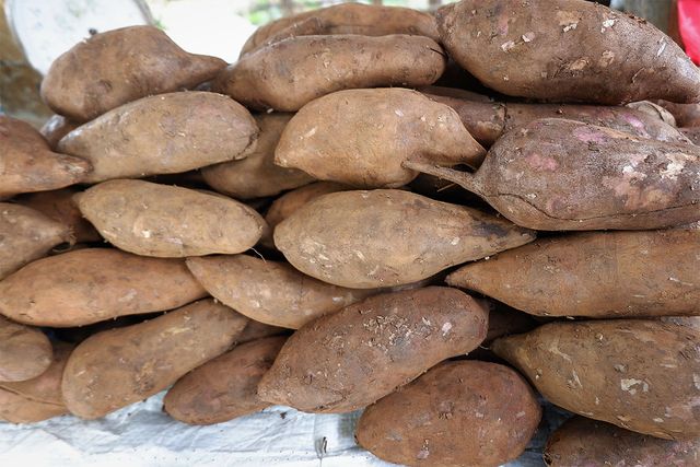 NATTANAN KLOENPRATHOM-shutterstock.com