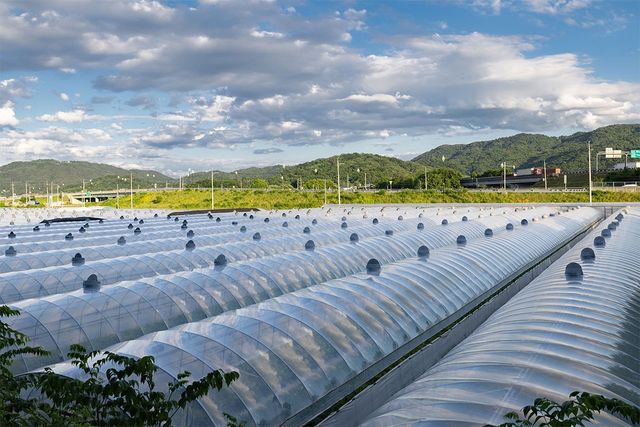 세계적으로 인정받고 있는 경북 성주 참외밭 전경이다. / bigshot01-shutterstock.com