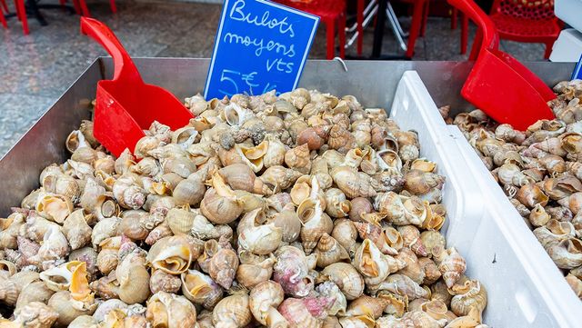 골뱅이 자료 사진. / Lena Constantin-shutterstock.com